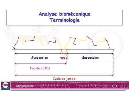 Analyse biomécanique Terminologie