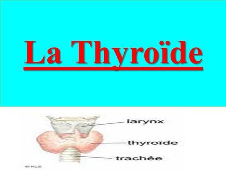 La Thyroïde.