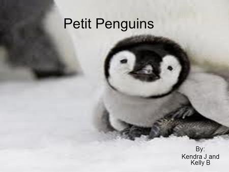 Petit Penguins By: Kendra J and Kelly B. Petit Penguins est de coucher avec ses amis.