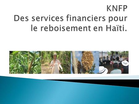 KNFP Des services financiers pour le reboisement en Haïti.