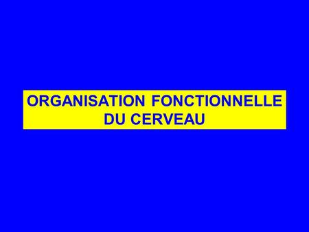ORGANISATION FONCTIONNELLE DU CERVEAU