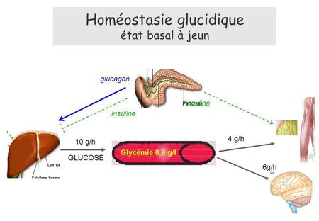 Homéostasie glucidique état basal à jeun