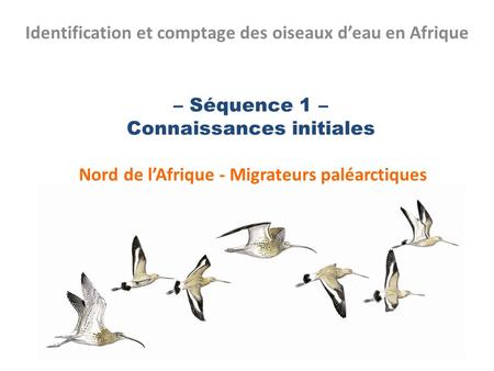 Identification et comptage des oiseaux d’eau en Afrique