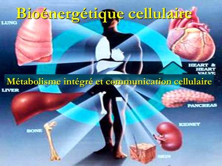 Bioénergétique cellulaire