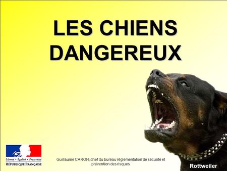 LES CHIENS DANGEREUX Rottweiler