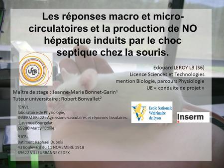 Les réponses macro et micro-circulatoires et la production de NO hépatique induits par le choc septique chez la souris. Edouard LEROY L3 (S6) Licence Sciences.