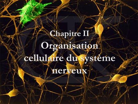 Chapitre II Organisation cellulaire du système nerveux