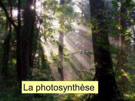 La photosynthèse.