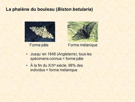 La phalène du bouleau (Biston betularia)