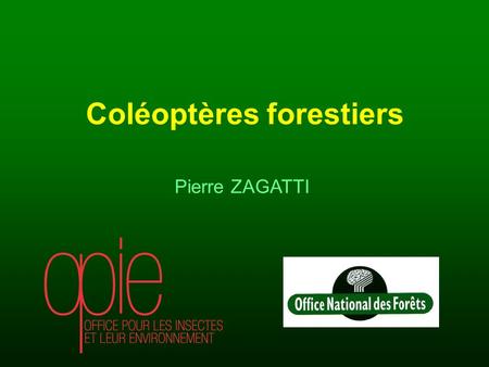 Coléoptères forestiers