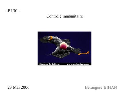 ~BL30~ Contrôle immunitaire 23 Mai 2006					Bérangère BIHAN.