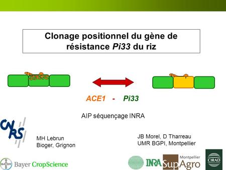 Clonage positionnel du gène de résistance Pi33 du riz
