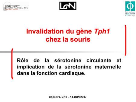 Invalidation du gène Tph1 chez la souris