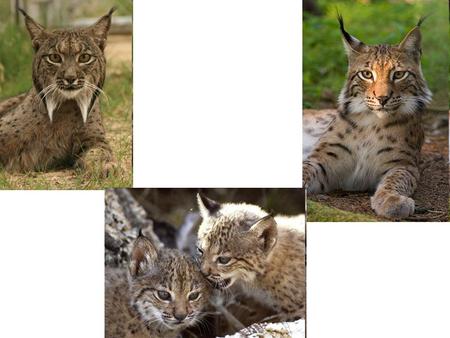 Le genre Lynx[Note 1] de la famille des félins (Felidae) et de la sous-famille des félinés abrite quatre espèces de lynx. Parmi les félins, les lynx sont.