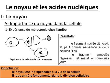 Le noyau et les acides nucléiques