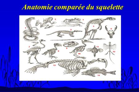 Anatomie comparée du squelette