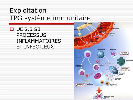 Exploitation TPG système immunitaire