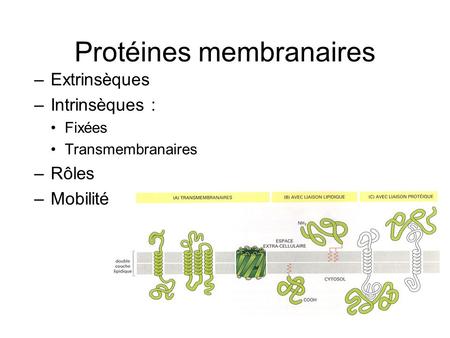 Protéines membranaires