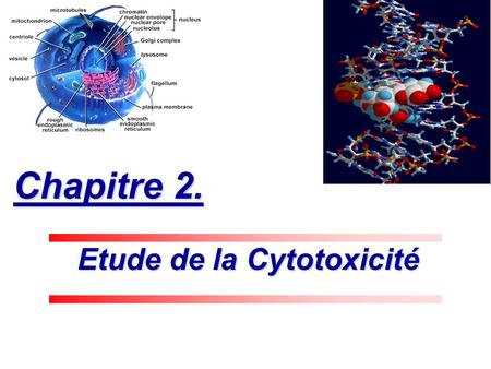 Etude de la Cytotoxicité
