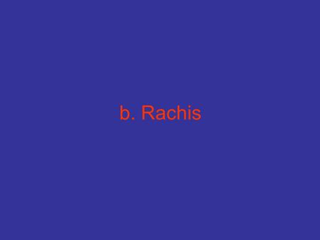 B. Rachis.