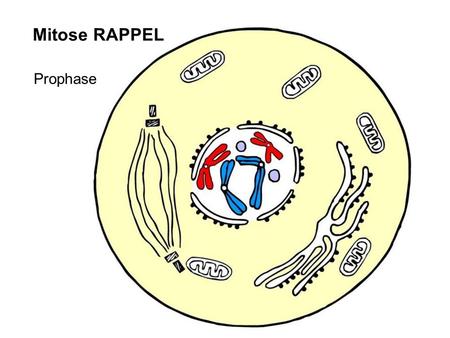 Mitose RAPPEL Prophase.
