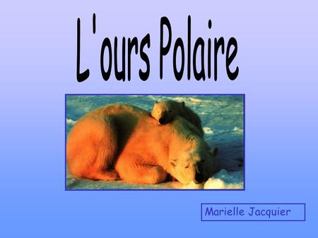 L'ours Polaire Marielle Jacquier.