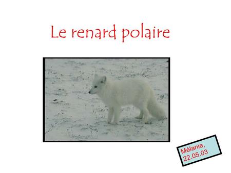 Le renard polaire Mélanie, 22.05.03.