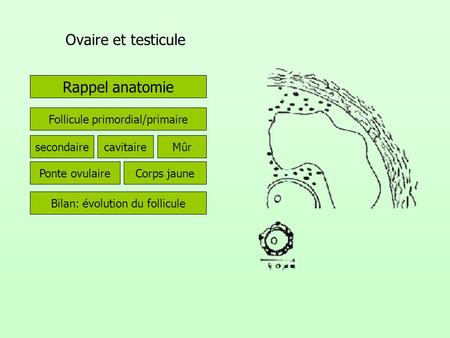 Ovaire et testicule Rappel anatomie Follicule primordial/primaire