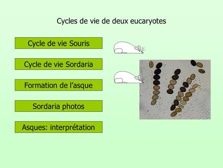 Cycles de vie de deux eucaryotes