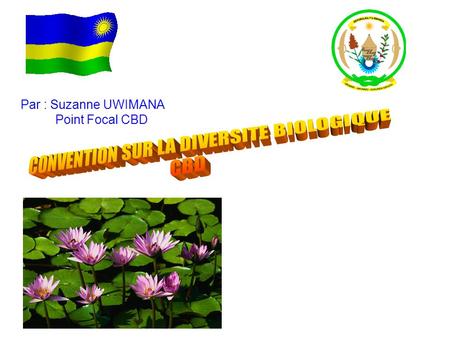 Par : Suzanne UWIMANA Point Focal CBD. La Convention sur la Diversité Biologique (CBD) a été conclue à Nairobi en Mai 1992 au siège du Programme des Nations.