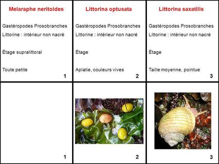 Melaraphe neritoides Littorina optusata Littorina saxatilis