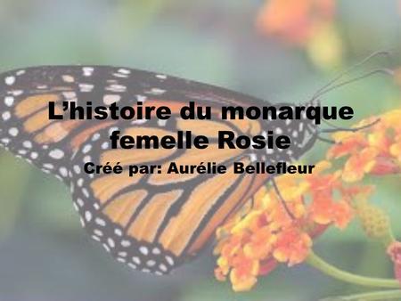 L’histoire du monarque femelle Rosie
