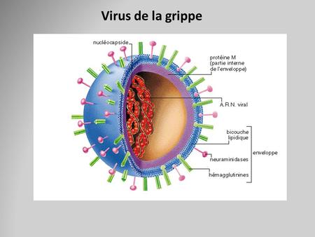 Virus de la grippe.