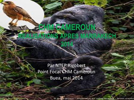 CHM CAMEROUN REALISATIONS APRES MARRAKECH 2014 Par NTEP Rigobert Point Focal CHM Cameroun Buea, mai 2014.