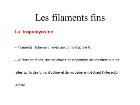 Les filaments fins La tropomyosine