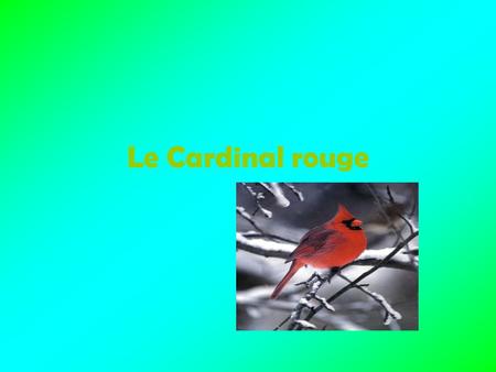 Le Cardinal rouge.