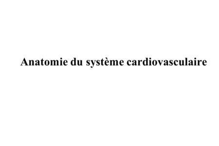 Anatomie du système cardiovasculaire