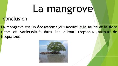 La mangrove conclusion