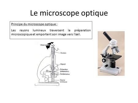 Le microscope optique Principe du microscope optique :