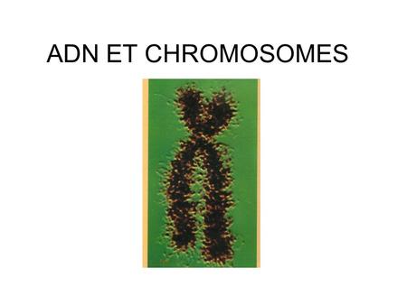 ADN ET CHROMOSOMES.