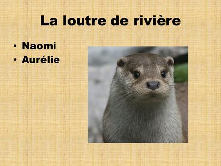 La loutre de rivière Naomi Aurélie.