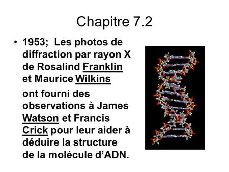 Chapitre 7.2 1953; Les photos de diffraction par rayon X de Rosalind Franklin et Maurice Wilkins ont fourni des observations à James Watson et Francis.