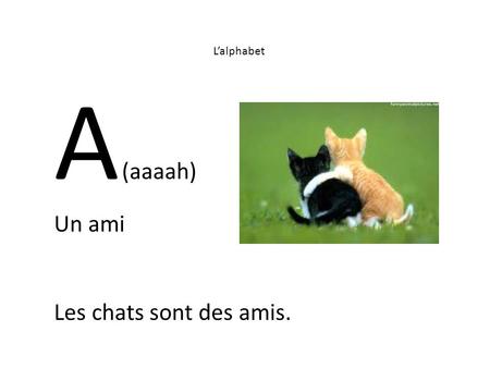 L’alphabet A (aaaah) Un ami Les chats sont des amis.