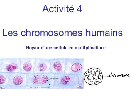 Activité 4 Les chromosomes humains