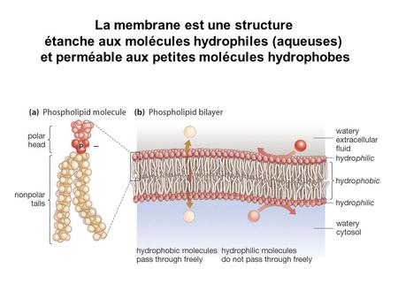 La membrane est une structure