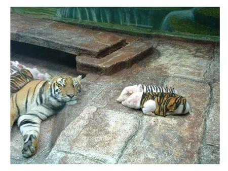 Dans un zoo californien, une tigresse a donné naissance à 3 petits