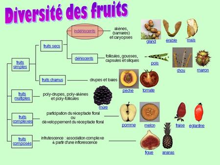 Diversité des fruits.