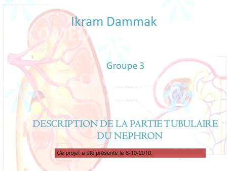 Groupe 3 DESCRIPTION DE LA PARTIE TUBULAIRE DU NEPHRON