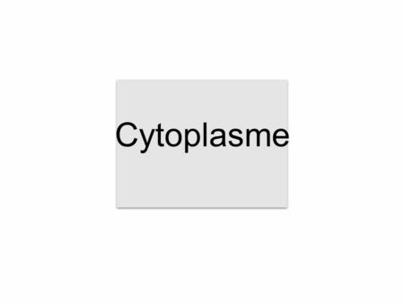 Cytoplasme.