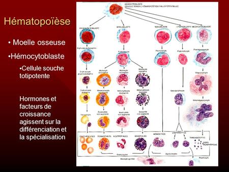 Hématopoïèse Moelle osseuse Hémocytoblaste Cellule souche totipotente
